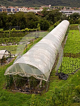 Polytunnel Greenhouse Vegetable Growing