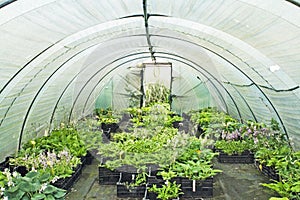 Polytunnel with plants photo