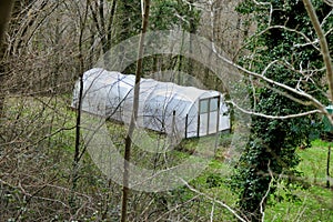 Polytunnel in Woodland photo