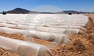 Polytunnels - Intensive Modern Agriculture