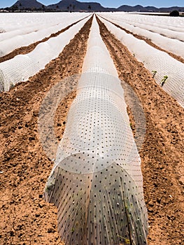 Polytunnels - Intensive Modern Agriculture