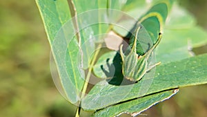 Closeup shot of a butterfly caterpillar on a green leaf