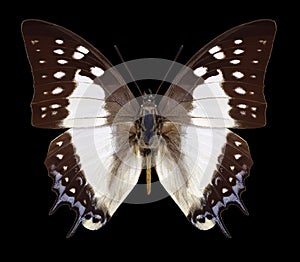 Polyura eudamippus