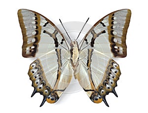 Polyura eudamippus (underside)