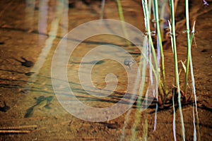 Polywogs in shallow pond waters.