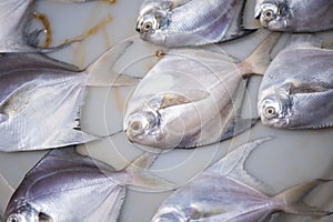 Pom-fret fish arranged for selling in market