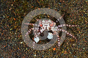 Pom pom crab