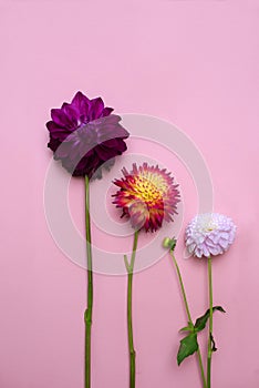 Pom pom dahlias on a pink background