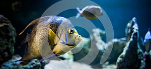 Pomacantbus asfur, arabian angelfish, Fish swimming