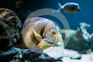 Pomacantbus asfur, arabian angelfish, Fish swimming in the ocea