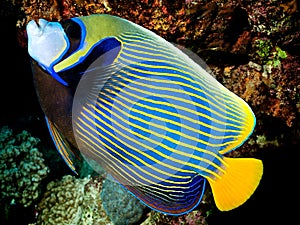 Pomacanthus imperator - Angel Fish Imperator photo