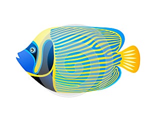Pomacanthus imperator  tropical fish for your aquarium