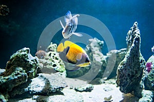 Pomacanthus navarchus, majestic angelfish,