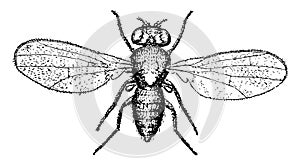 Pomace Fly vintage illustration photo