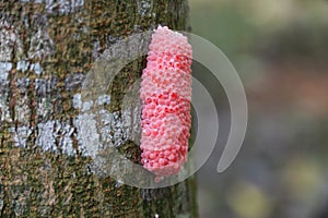 Pomacea Canaliculata