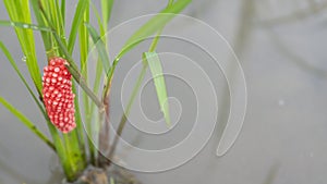 Pomacea canaliculata egg masses are typically laid on emergent vegetation over freshwater bodies of water