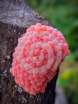 Pomacea canaliculata eggs