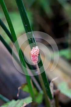 Pomacea canaliculata eggs