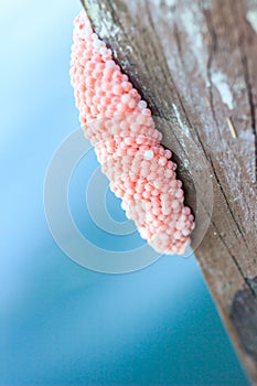 Pomacea canaliculata eggs