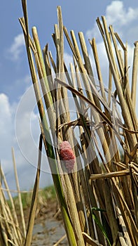 Pomacea canaliculata eggs or golden snail eggs stick to dry rice stalks