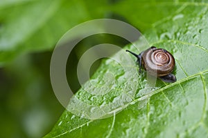 Pomacea canaliculata or Golden apple snail walks on a green leaf in the morning closeup