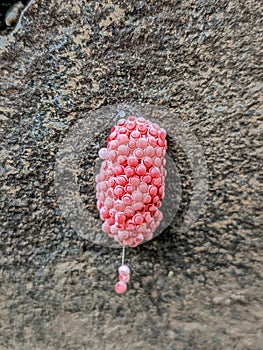 Pomacea canaliculata Lamarck eggs are pink, attached to stones. Egg snail