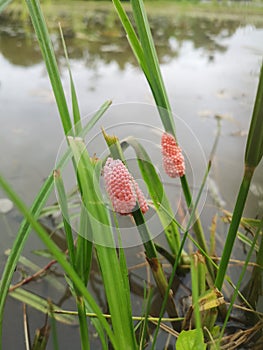 Pomacea canaliculata Lamarck eggs on the rice leaves in the field