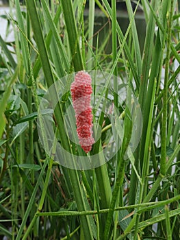 Pomacea canaliculata or Snail Egg Lamarck on the grass