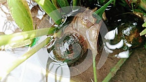 Pomacea maculata, rice pest apple snail eating rice leaves