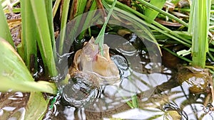 Pomacea maculata, snail eating rice leaves eating slowly