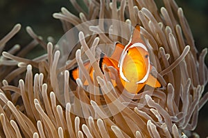 Pomacentridae, Clown Fish or Anemonefish