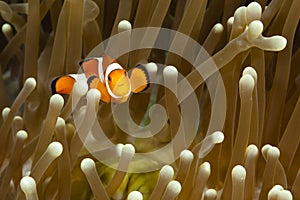 Pomacentridae, Clown Fish or Anemonefish