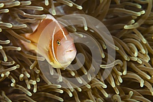 Pomacentridae, Clown Fish or Anemonefish