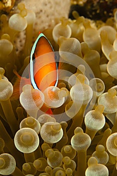 Pomacentridae, Clown Fish or Anemonefish