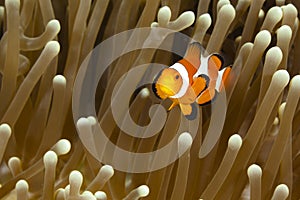 Pomacentridae, Clown Fish or Anemonefish