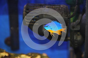 Pomacentrus caeruleus