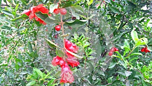 Pomagranate punica granatum flowers