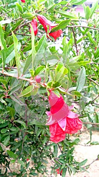 Pomagranate punica granatum flowers buds