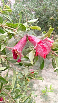 Pomagranate punica granatum flowers snap