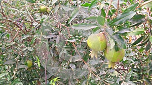 Pomagranate punica granatum unripe green fruits