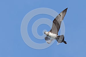 Pomarine skua