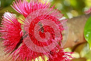 tree flower with bee