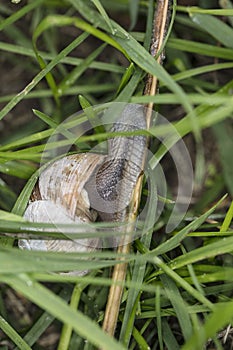 Pomatia snail between grass