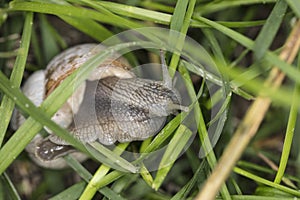 Pomatia snail hides in the grass