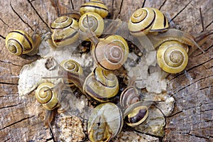 Pomatia snails