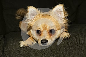 Pomchi Look