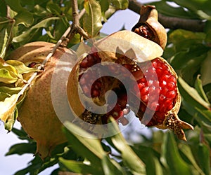 Pomegranade
