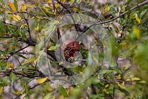 Pomegranade on tree on green backgroung