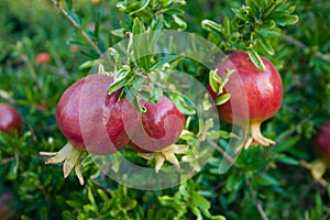 Pomegranate