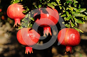 Pomegranate